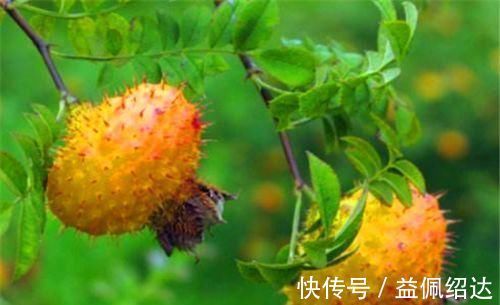 排毒|会吃的人最健康，3种食物离不开，排毒养颜，有益健康！