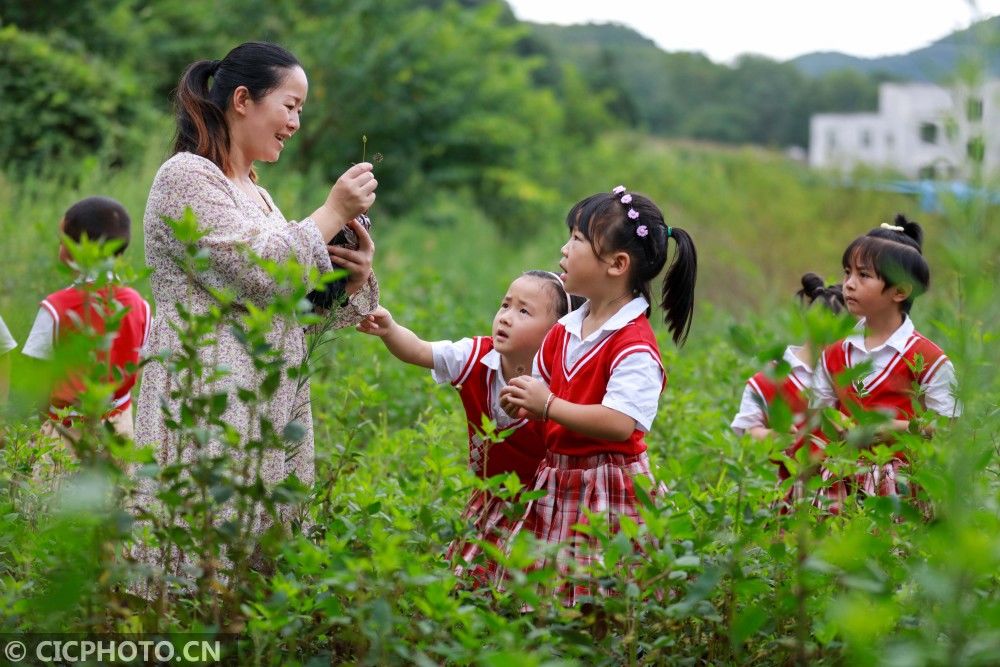 文化|贵州黔西：中草药文化进校园