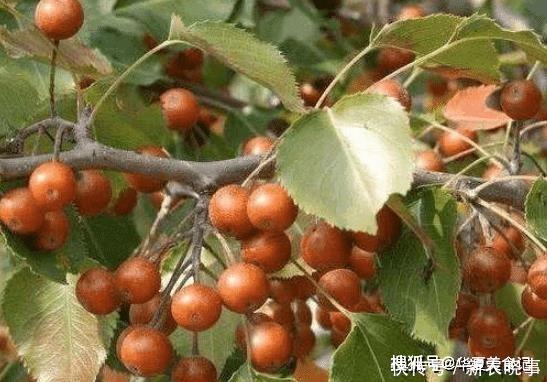 野果|这5种野果,正在渐渐消失,你叫得出名字的有几种,吃全了的不多