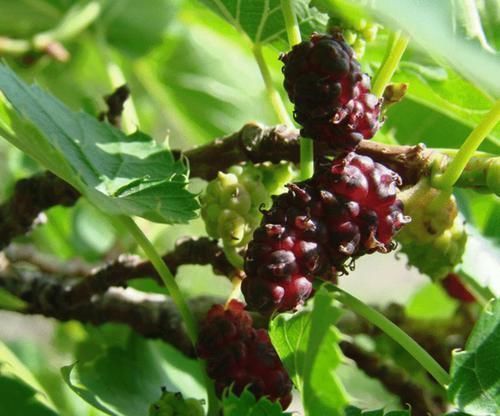 桑茶|桑叶又称”神仙草“,坚持用桑叶泡水喝一周,4大喜事会悄悄登门