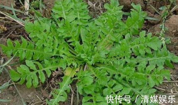 四金刚|野菜中的“四金刚”，钙含量是牛奶的2倍，吃过的人都说营养高