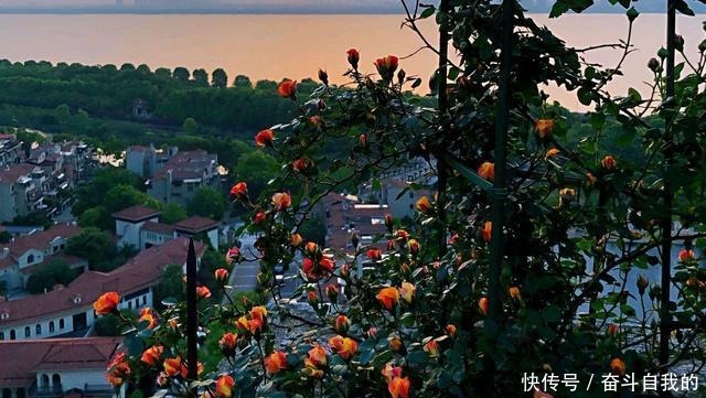 月季花|月季花在冬季就要狠剪成棒棒糖,开春直接爆粗笋!