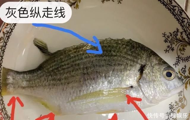 潮汕人所说的黄墙,原来是一种鱼,肉质十分鲜嫩,鱼皮也带着鲜味