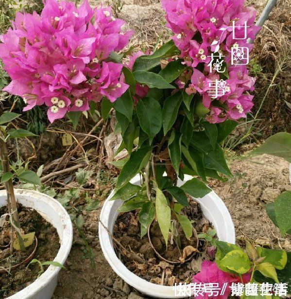 花贩子不小心说漏嘴的秘密:4种花再漂亮也别买,买了只会添堵