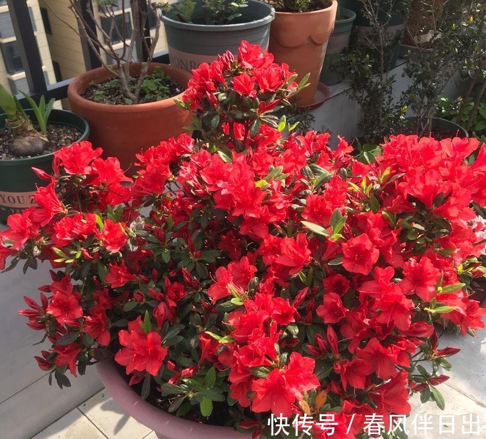 夏天|院子里养四种花，夏天冬天都不怕，花大艳丽，好看又顽强