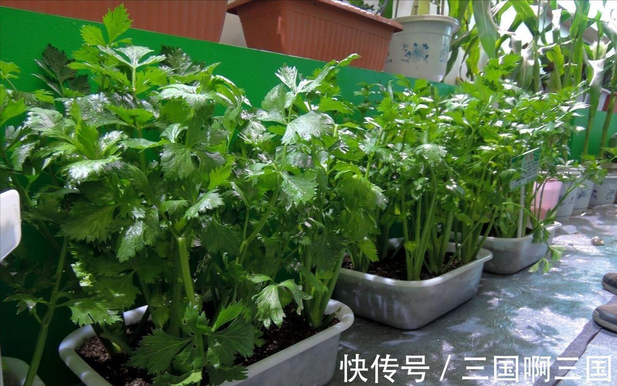 4种“小菜根”，吃完不要扔，埋在花盆里，半个月又长出新蔬菜
