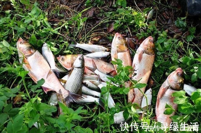 鱼儿|野钓鱼儿活跃水层多变,如何快速定位鱼层两个方法三个原则