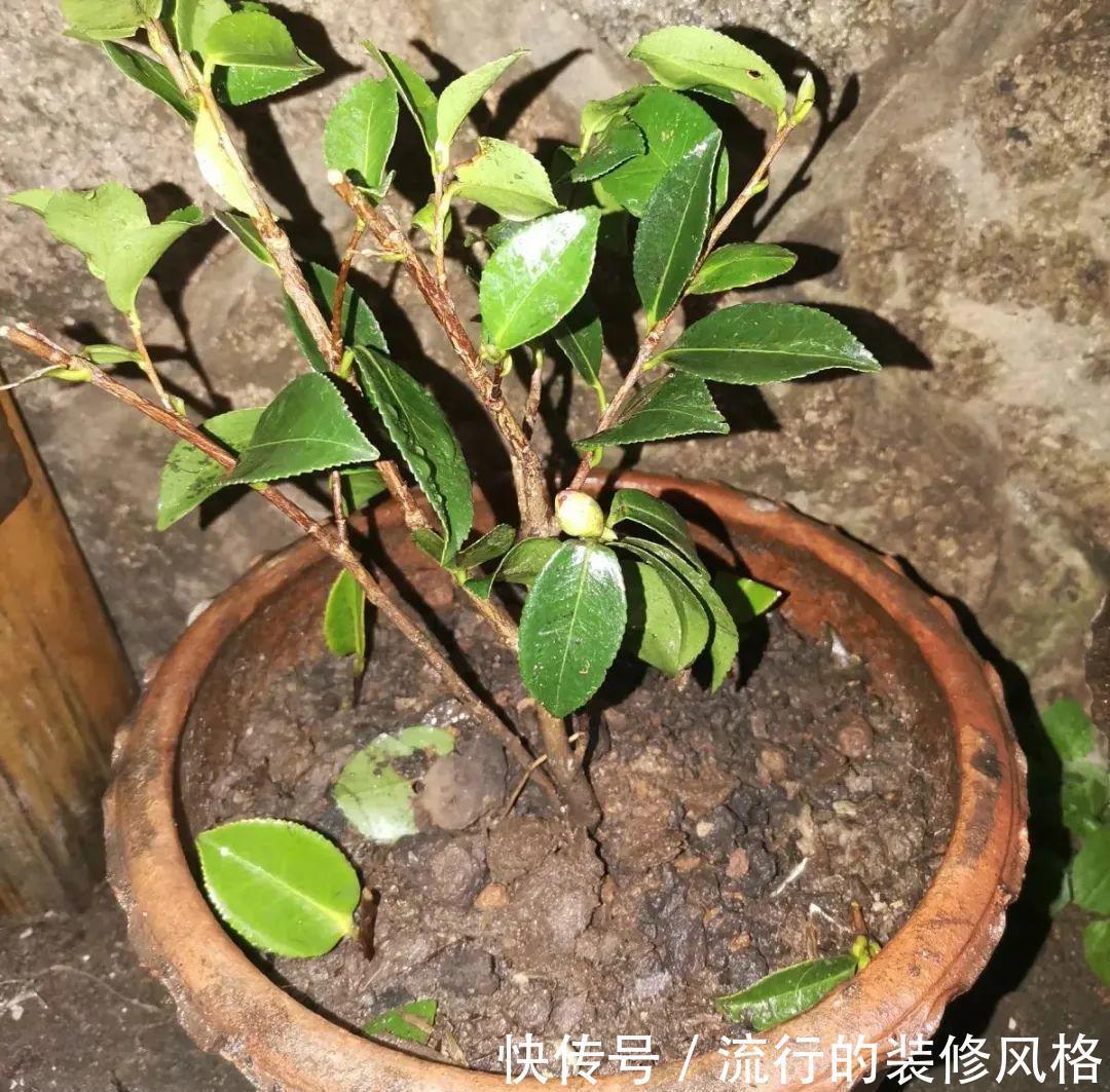 君子兰|8种花夏天不能买，买回来就死，白浪费钱