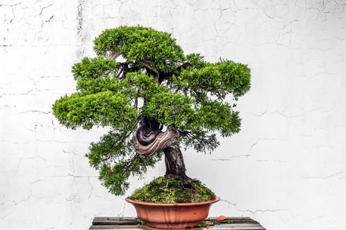 树木盆景的失枝和萌芽不齐的原因多样，归纳的8种原因，你占几样