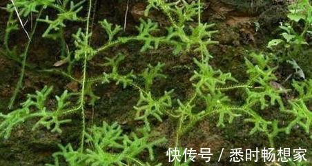 身体不适|农村俗称“伸筋草”的植物,全身长毛,能驱寒祛湿, 药用价值高