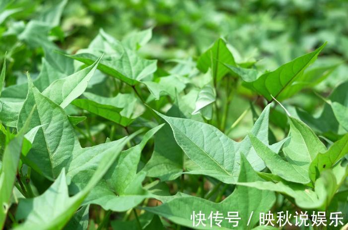 蕨菜|85岁爷爷下地干活,大病小病不来找,原来常吃4种菜