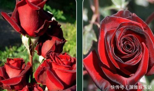 花型|喜欢牡丹，不如养“高档玫瑰”黑魔术玫瑰，色彩深红，花型大气