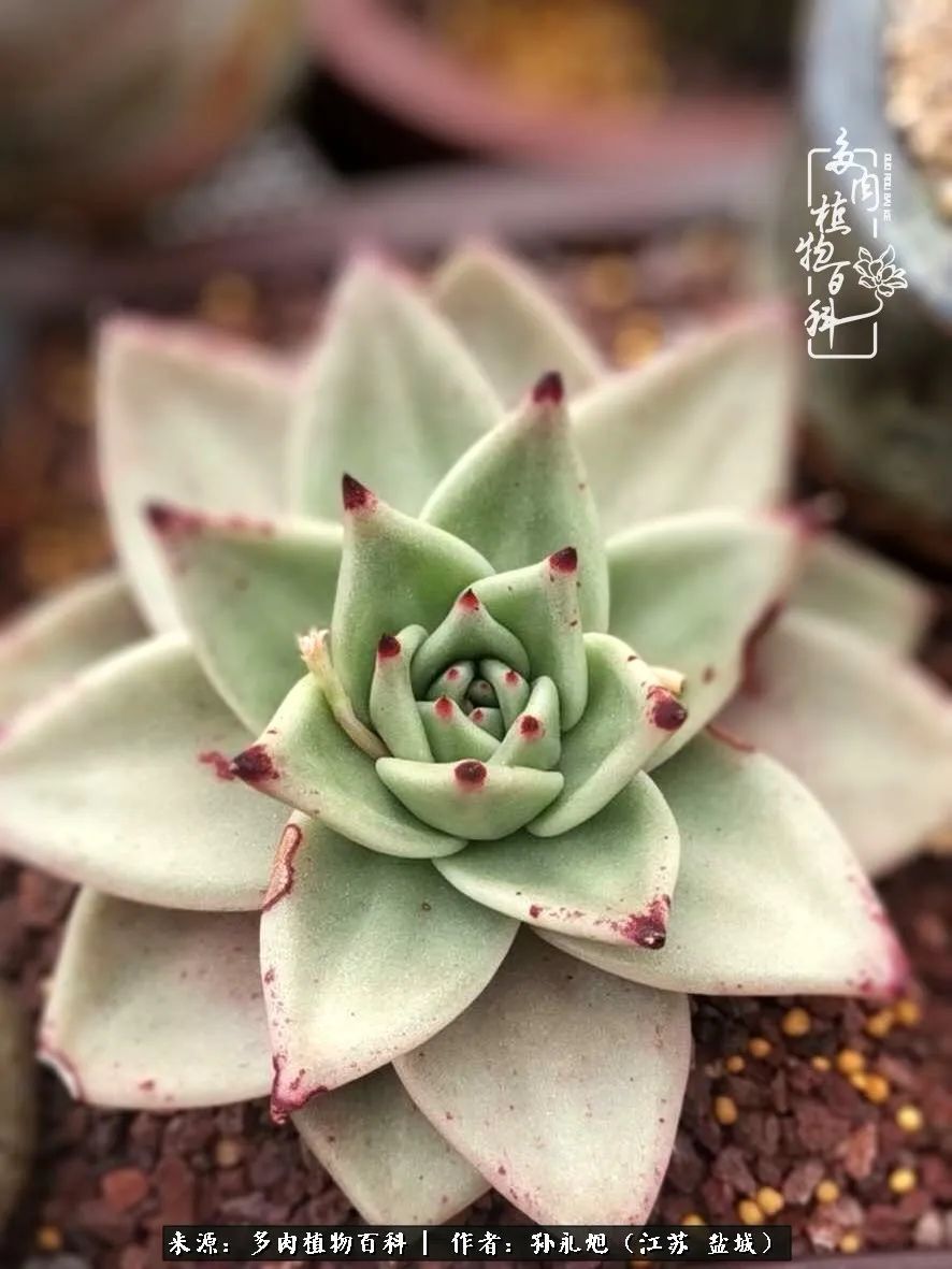 养多肉三年多九万里悟道，终归诗酒田园！