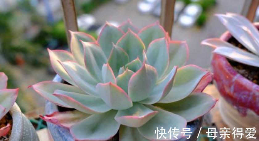 多肉薄叶“三仙”该怎么养？掌握住技巧，盆栽轻松出状态