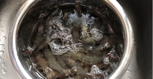 做白灼虾时,千万不要傻傻的冷水下锅煮,多加这1步,虾肉更鲜嫩