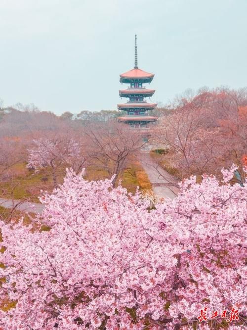 樱花是这样从我国喜马拉雅山脉“走”向世界