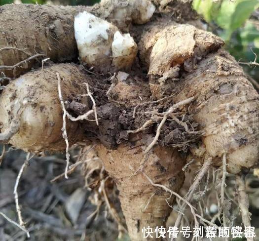 野花野草|这植物的根酷似“人参”，以前农家人总是砍除它，殊不知价值极高