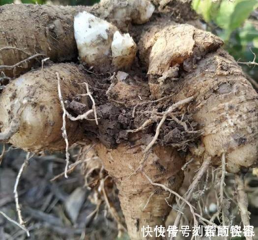 野花野草|这植物的根酷似“人参”,以前农家人总是砍除它,殊不知价值极高