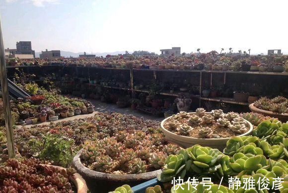 死翘翘|露养多肉万般好？做不好这3件事，一样死翘翘