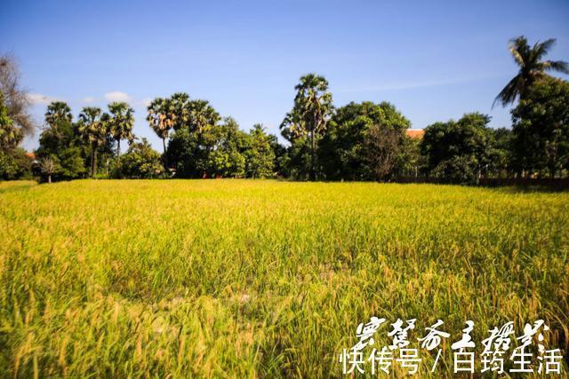 大榕树村|柬埔寨暹粒城外有个大榕树村，村子里的男人们从刚出生就开始赔钱