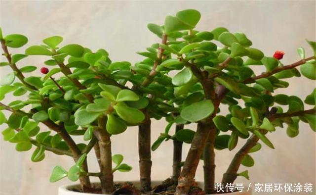 苍劲|金枝玉叶这样养,叶片翠绿玲珑,枝干苍劲古朴,一年养成盆景老桩