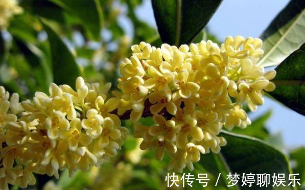 微量元素|养桂花,别犯2个“错”,枝叶繁茂,花量更大,香味更足