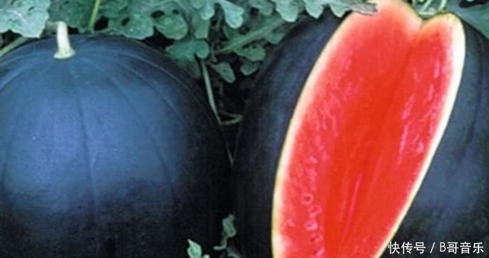 以前一斤5毛钱的农村水果,如今有钱也买不到,香甜多汁你吃过没