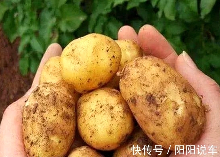 不管家里多有钱,泡完土豆丝的水别倒掉,真的“值钱”,涨知识了