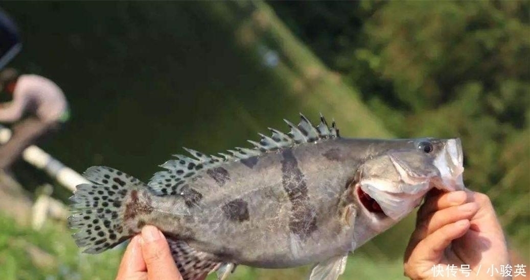 此鱼我国独有,人称“鱼中上品”,新鲜的没人吃,放臭后才是美味