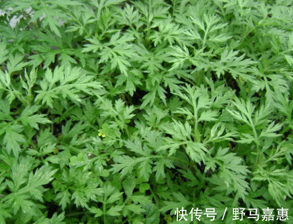 艾草|有几种食物,女性经常食用,可能妇科炎症会悄悄离开你身边