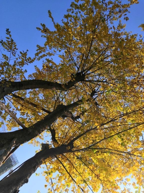 容易读错名字的花，每一种都常见，你中招了吗