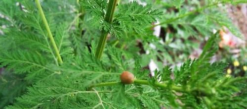 农村有几种野菜，具有补中益气、润肺生津、通乳汁、消肿痛等功效