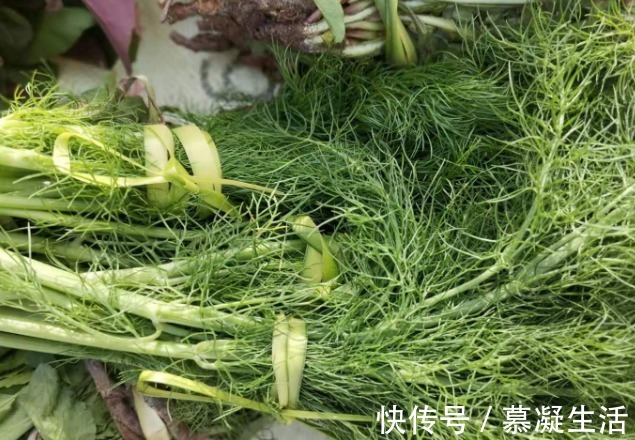 吃法|68种野菜图片,教你认识不同的野菜和吃法,你想要的野菜这里都有