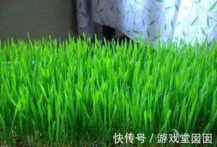 小麦在家种,7天长出苗,炒成菜别提有多好吃了