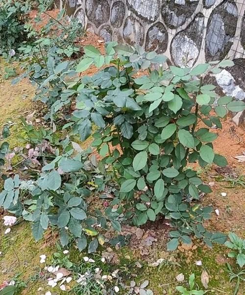 月季花老枝花朵已经开败,笋芽还全是花苞,该如何修剪?