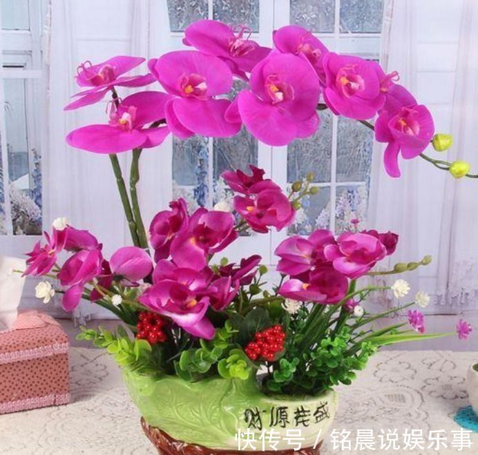 4种花是花界“美人”,绚丽多姿,疯狂开花,养在阳台极美