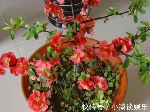 种花|“7种花”适合养家里，一年四季都能养，开花迷人，一盆养好多年