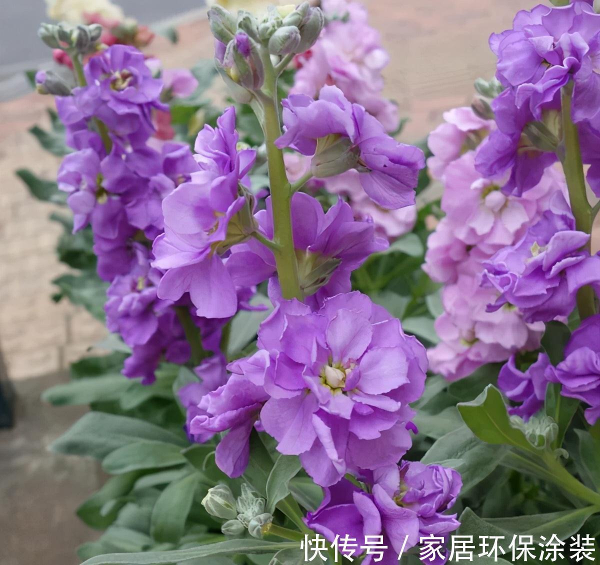 植株|此种耐冻花,自带体香,外面天寒地冻,家里开花香气满屋