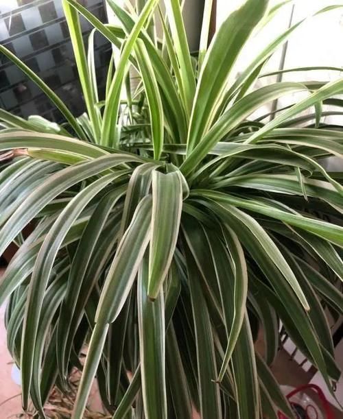 养花|居家养花,最适合客厅养的“6种绿植”,摆在客厅更上档次