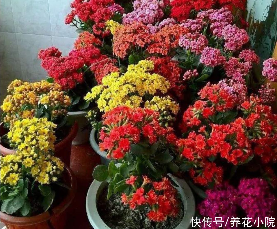  磷酸二氢钾|养长寿花，花盆里放3种“小东西”，花苞长满枝头