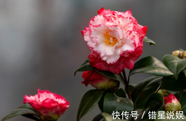 寓意|10大“吉祥花”适合养客厅,格调高,株型美,旺财又护家