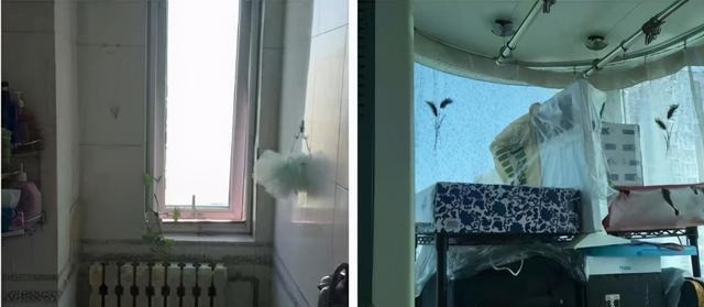 麻雀|一个人住,怎么舒服怎么来!43㎡,麻雀虽小五脏俱全