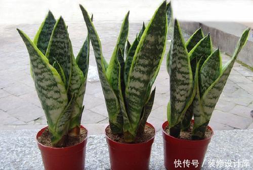  植物|家里养5种植物，冬天一定要断水，一浇水就烂根，千万管住手！