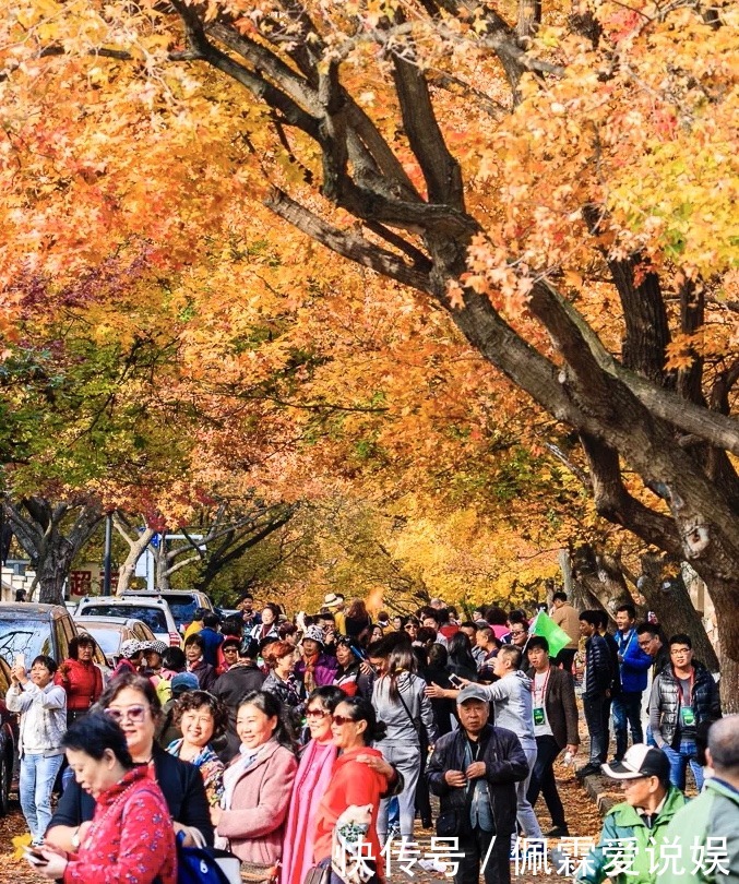 青岛大姨蜂拥而至，这的秋天美翻了，朋友圈就靠它了！