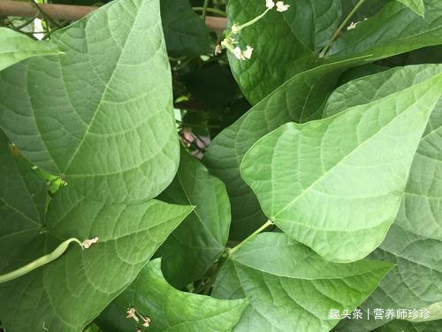 餐桌|3种叶子,以前没人吃,现在成了农民餐桌上的美食,你们可吃过