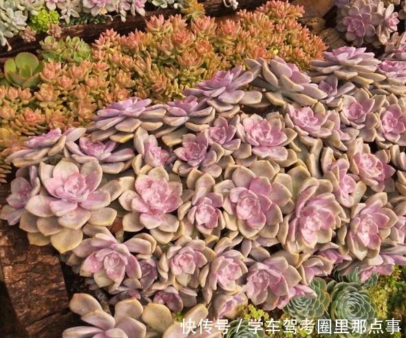 以树干为花盆,可以把紫乐养出“一面墙”,感兴趣可以试试!