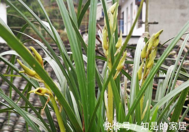 花盆|养兰花不会施肥怎么办？专为新手定制的技巧，不施肥养兰法