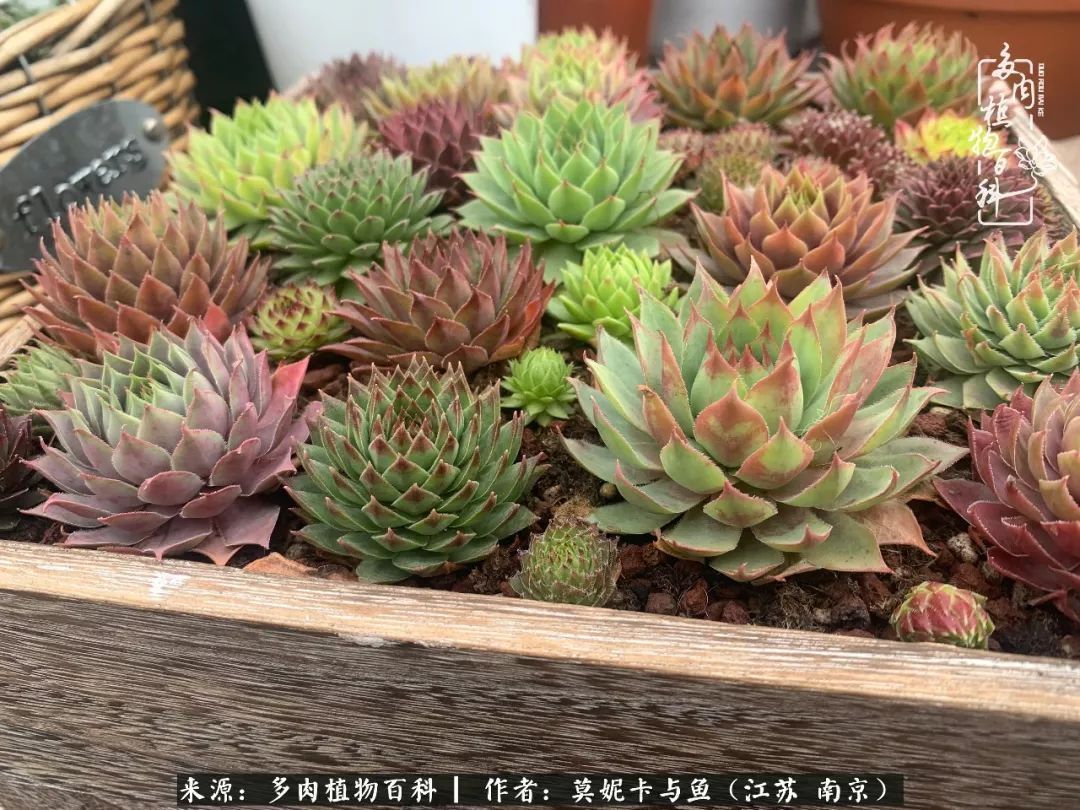 这多肉拼盘这么仙!如何制作达人手把手教你制作长生草拼盘!