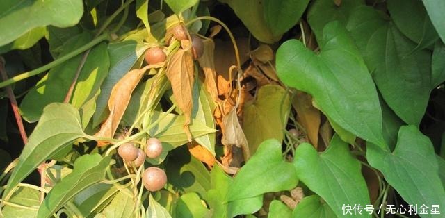 软枣子|若在山上遇到这两个“东西”,请带上锄头再去找找,价值很高!