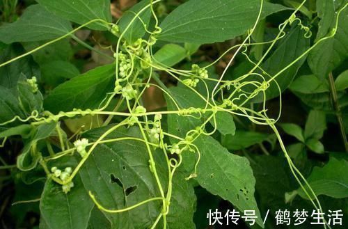 农村|农村这种“阎王草”，危害非常大，却有补肾益精的功效